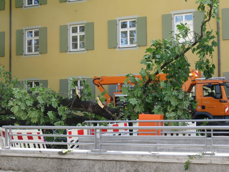 Stadt Freiburg Baum Rottecking