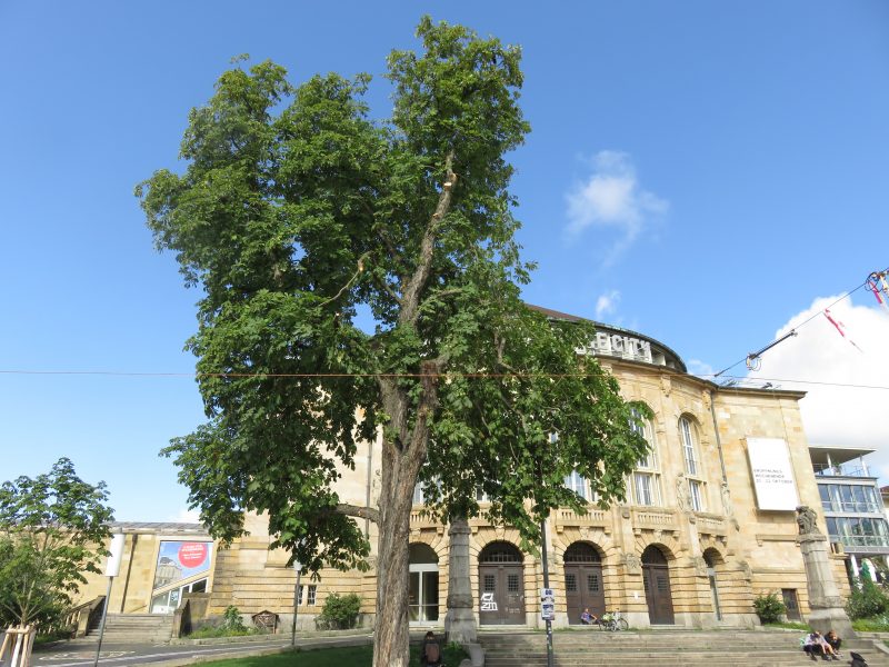 Baum Stadttheater Freiburg unwetter