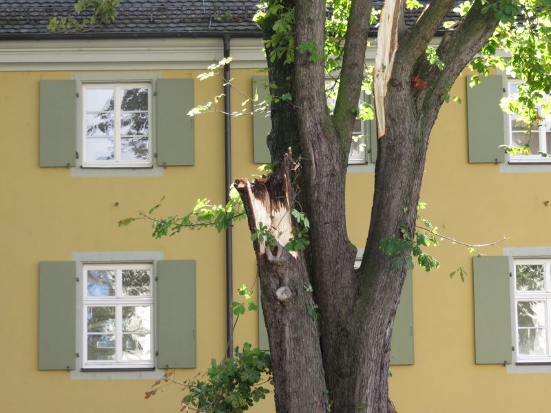 Stamm überlebte Unwetter nicht