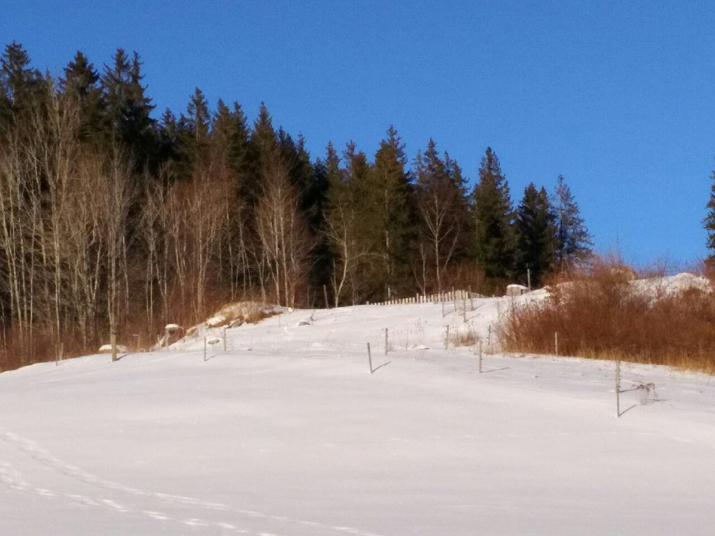 Schnee - Titisee - Feldberg