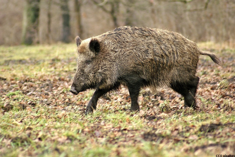 wildschwein-pixabay