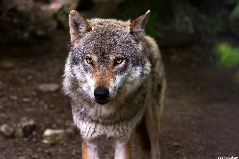 wolf-schluchsee-freiburg-erschossen