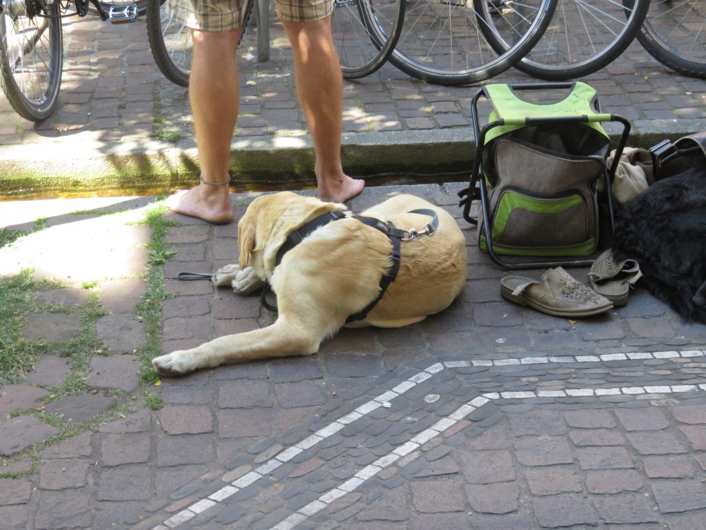 Einige Vierbeiner nahmen den Lärm gelassen hin