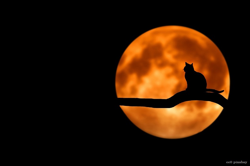 mondschein-vollmond-katze-pixabay