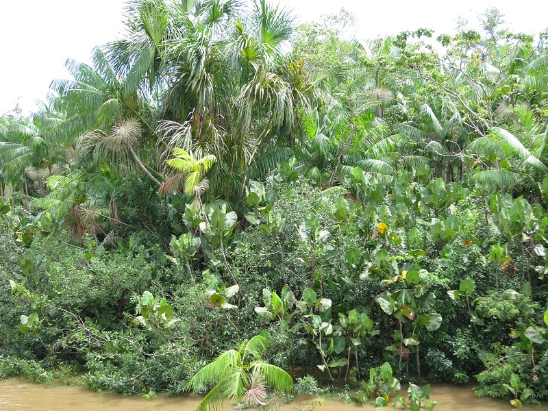 amazonas-brasilien-regenwald