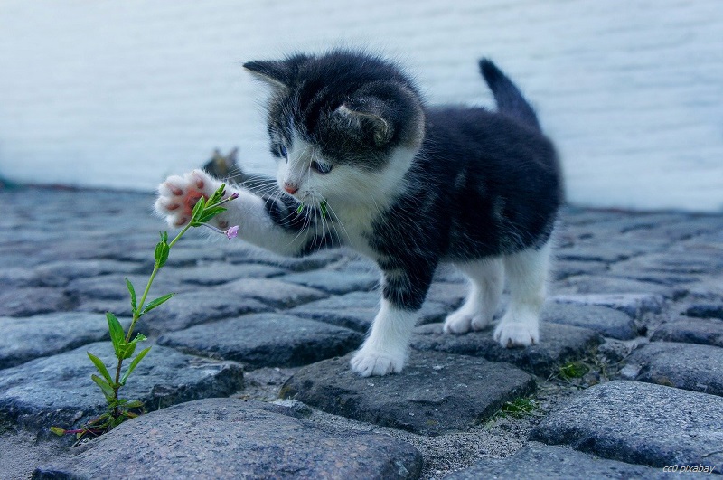 katze-luftgewehr