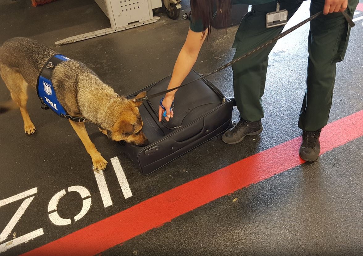 zoll-drogenhund-koffer