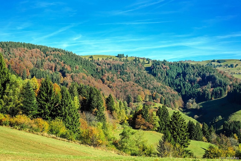 schwarzwald