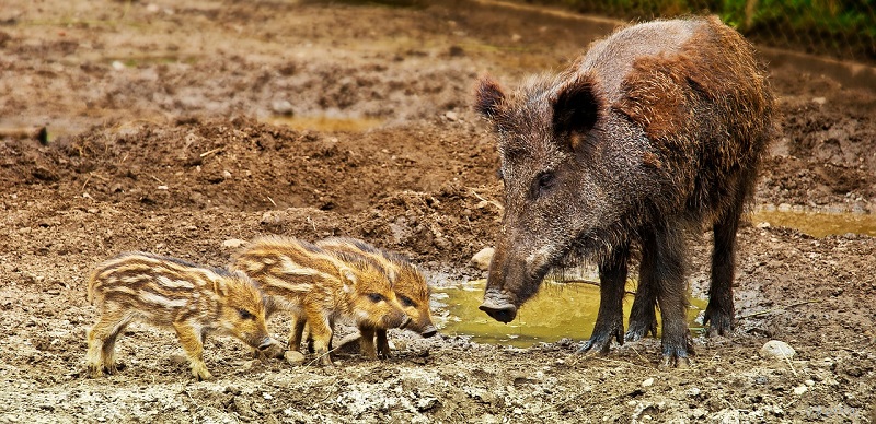 wildschweine-schweinepest-