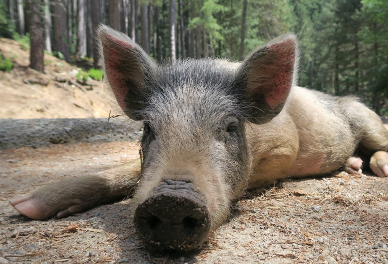 wildschweine-baden-wuerttemberg