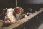 Schweinefleisch-Rheuma-Schwein