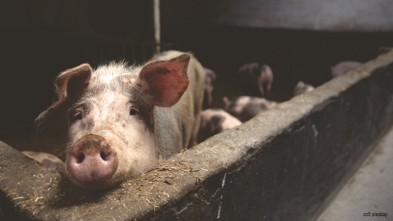 Schweinefleisch-Rheuma-Schwein