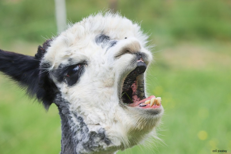 alpaca-menzenschwand