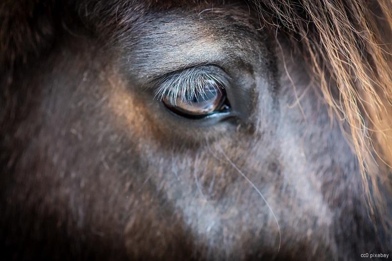 pferd-kopf-auge