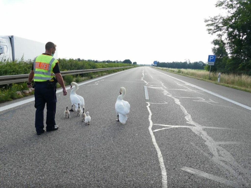 schwäne-autobahn-c-polizei