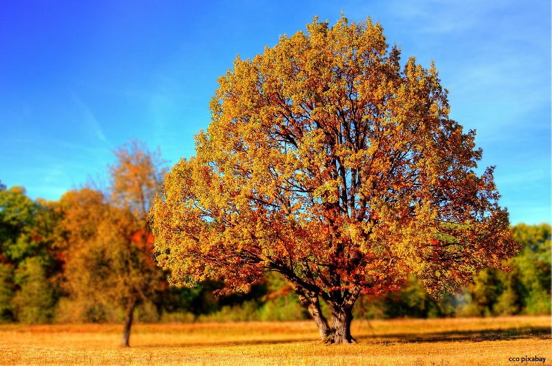 herbst-september-baum