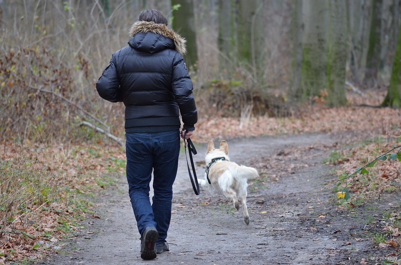 schritte-spaziergang-gesund-studie