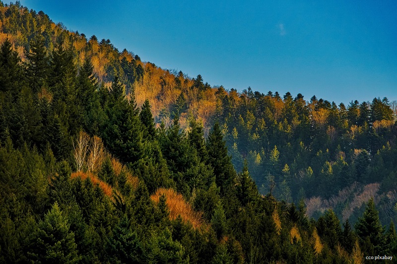 schwarzwald-baumsterben