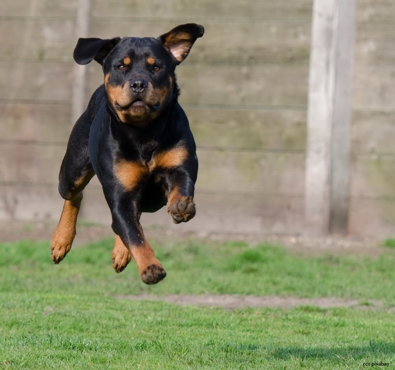 Rottweiler-freiburg