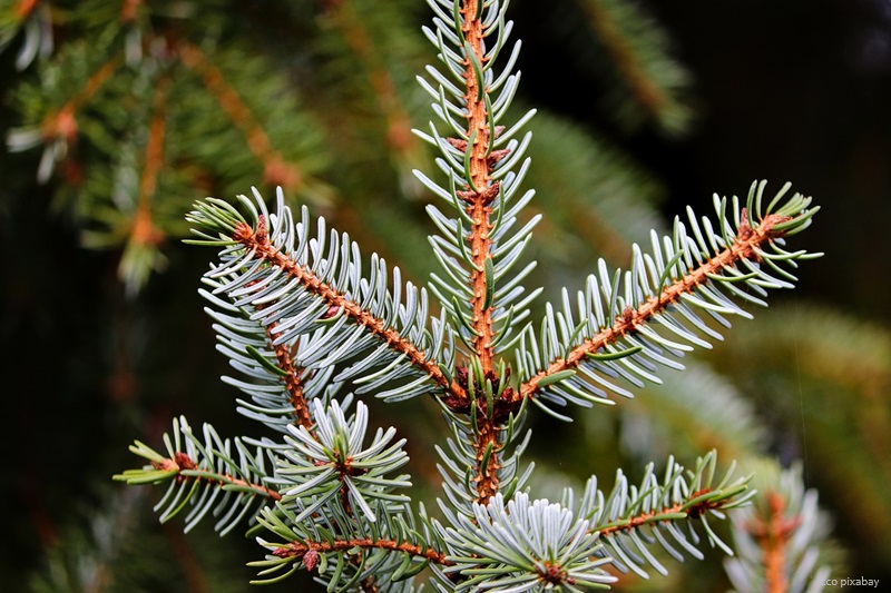 weihnachtsbaum