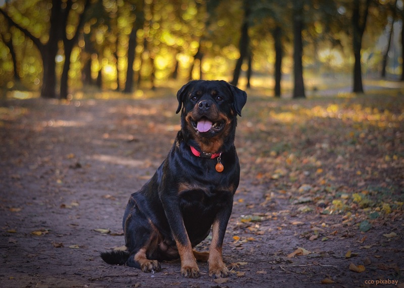 rottweiler-hund-freiburg-schallstadt-